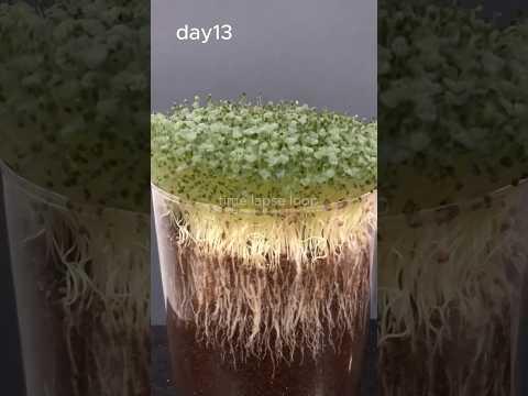 Global Chia Seed Market Set to Double by 2035